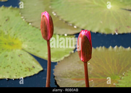 Geschlossen bis ein paar leuchtenden Pink Lotus Flower Buds mit Lotus Blätter im Hintergrund