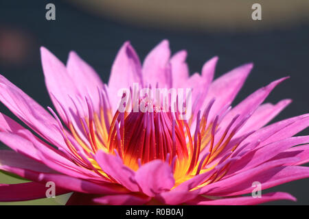 Nahaufnahme einer Blüte Vibrant Violett Pink Lotus Blume im Sonnenlicht Stockfoto