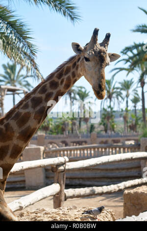 Allein giraffe steht hinter dem Zaun im Safari Park mit Blick auf die Kamera gegen den blauen sonnigen Himmel tropischen Palmen. Spanien Stockfoto