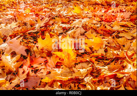 Goldener Herbst Ahorn Blätter durch eine niedrige Helle herbstliche Sonne beleuchtet von hinten, unter anderen roten und braunen fallen Blätter auf dem Boden. Stockfoto