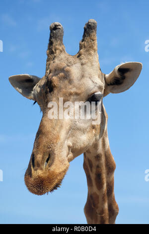 Schließen upo Fang der Afrikanischen giraffe gegen den blauen sonnigen Himmel. Spanien Stockfoto
