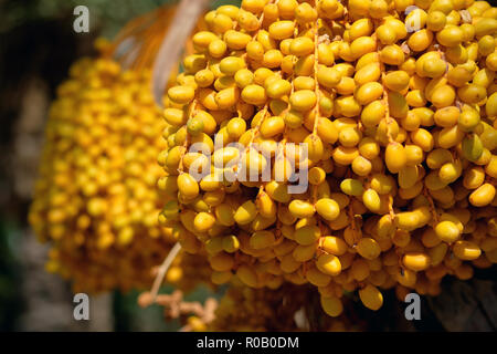 In der Nähe von Reifen Termine hängen auf palm oder Phoenix dactylifera. Foto im Süden von Spanien Stockfoto