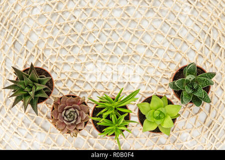 Wenig sukkulenten Pflanzen auf einem Gitter Hintergrund aus natürlichen Materialien, mit kopieren. Home Decor. Stockfoto