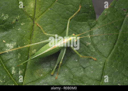 Dorsalansicht der weiblichen Eiche Bush Cricket (Meconema thalassinum) ruht auf Eichenlaub. Tipperary, Irland Stockfoto