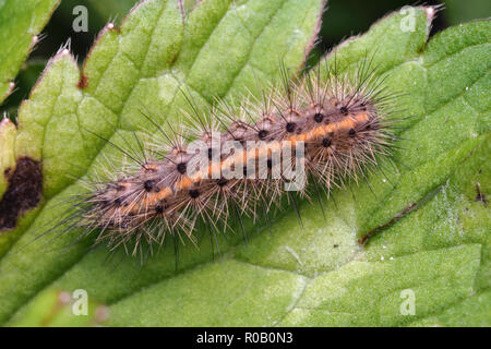 Dorsale Ansicht von Ruby Tiger Moth Caterpillar (Phragmatobia fuliginosa) auf schleichende buttercup Blatt. Tipperary, Irland Stockfoto