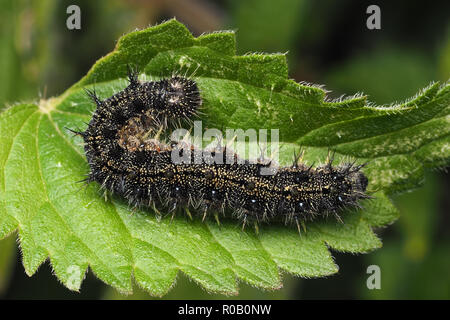 Dorsalansicht der Kleine Fuchs Caterpillar (Nymphalis urticae) ruht auf nesselblatt. Tipperary, Irland Stockfoto