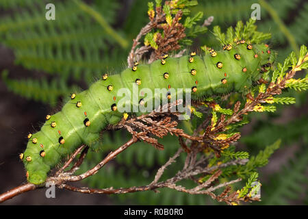 Kaiser Motte Caterpillar (Saturnia pavonia) in Ruhe auf Heidekraut. Tipperary, Irland Stockfoto