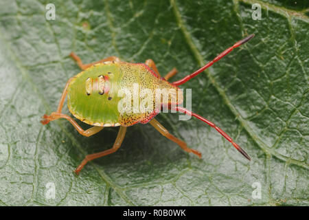 Weißdorn Shieldbug Nymphe (Acanthosoma haemorrhoidale) Weißdorn-Blätter. Tipperary, Irland Stockfoto