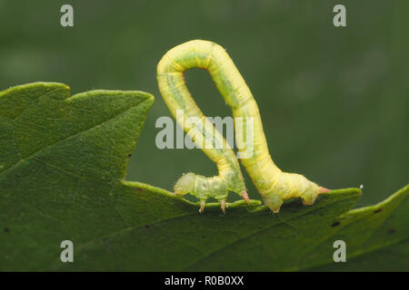 Looper Caterpillar aus der Familie der Spanner (Geometridae) von Nachtfalter am Rande von Eichenlaub. Tipperary, Irland Stockfoto