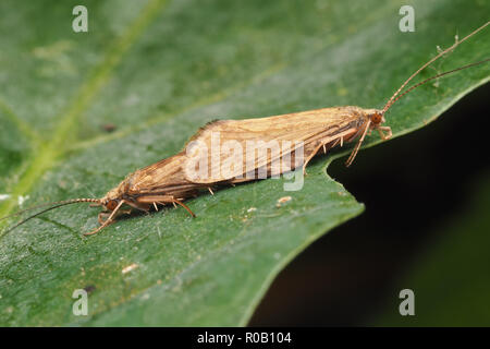 Paar Paarung Caddisflies auf Eichenlaub. Tipperary, Irland Stockfoto