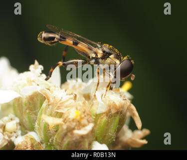 Dicke-legged Hoverfly (Syritta Pipiens) Fütterung mit Blume. Tipperary, Irland Stockfoto
