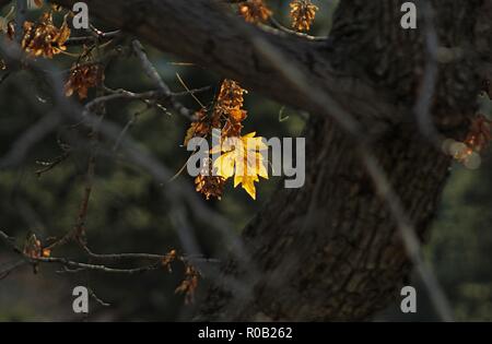 Herbst Farbe am Mount Baldy, San Gabriel Mountains, Angeles National Forest, Kalifornien Stockfoto
