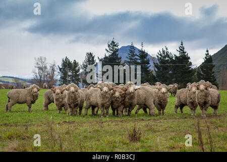 Eine Herde von Merino Schaf mit Hörnern auf einem High Country Farm in Neuseeland Stockfoto