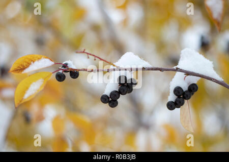 In Calgary, wo Anfang Oktober nach frühem Schneefall die Blätter der Würgerkirsche (Prunus virginiana) in Herbstfarbe und die Beeren mit Schnee bedeckt sind. Stockfoto