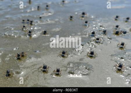 Soldat Krabben Mictyris longicarpus entlang einem Strand bei Ebbe läuft, Balgal Beach, QLD, Australien Stockfoto