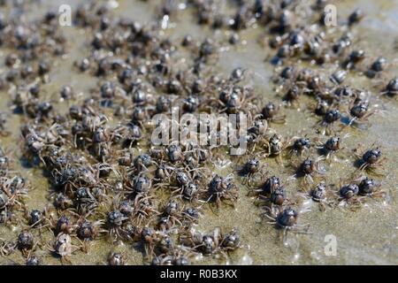 Soldat Krabben Mictyris longicarpus entlang einem Strand bei Ebbe läuft, Balgal Beach, QLD, Australien Stockfoto