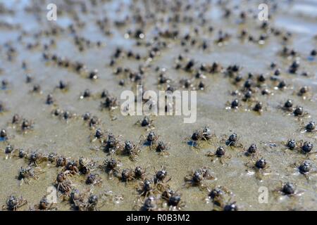 Soldat Krabben Mictyris longicarpus entlang einem Strand bei Ebbe läuft, Balgal Beach, QLD, Australien Stockfoto