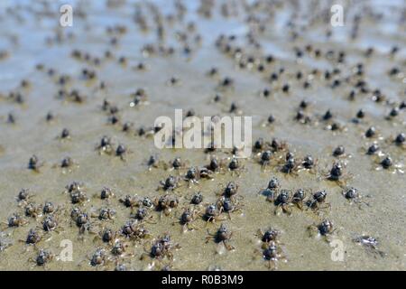 Soldat Krabben Mictyris longicarpus entlang einem Strand bei Ebbe läuft, Balgal Beach, QLD, Australien Stockfoto