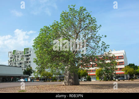 Die boab Baum in der Darwin Post Parkplatz wurde in den späten 1800 gepflanzt und die Website von Darwin City erste Grundschule markieren. Stockfoto