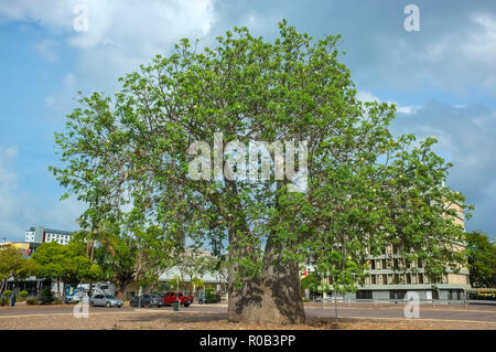 Die boab Baum in der Darwin Post Parkplatz wurde in den späten 1800 gepflanzt und die Website von Darwin City erste Grundschule markieren. Stockfoto