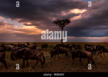 Dieses Bild der Gnus ist in der Masai Mara in Kenia getroffen, Stockfoto