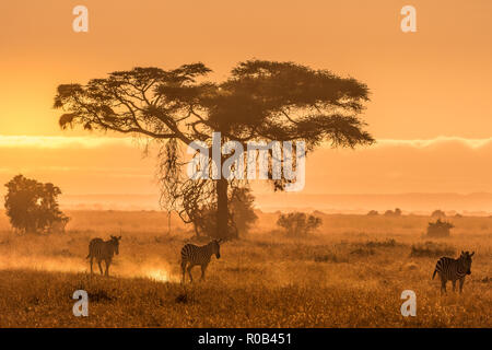 Dieses Bild von Zebra ist in der Amboseli in Kenia. Stockfoto