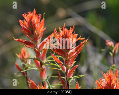 Wholeleaf Indian Paintbrush Blumen (Castilleja integra) Schuß im Rocky Mountain National Park, Colorado. Stockfoto