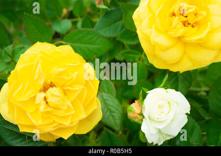 Gelbe Rose Top View Stockfoto