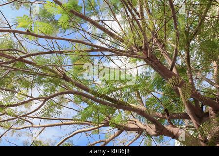 Zweig und Blatt der Baum schön im Wald auf weißem Hintergrund, Ansicht von unten Stockfoto
