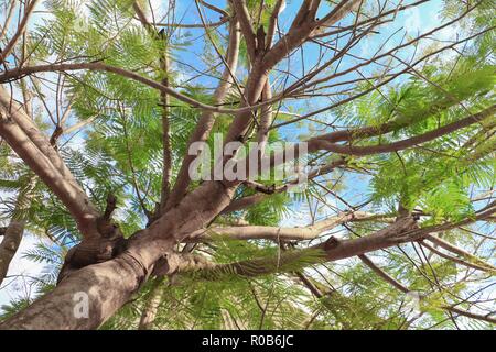 Zweig und Blatt der Baum schön im Wald auf weißem Hintergrund, Ansicht von unten Stockfoto