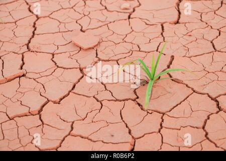 Sämling Gras wachsen durch trockenen Boden riss Stockfoto