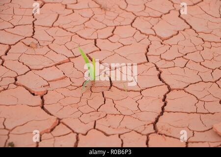 Sämling Gras wachsen durch trockenen Boden riss Stockfoto