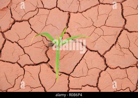 Sämling Gras wachsen durch trockenen Boden riss Stockfoto