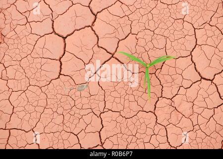 Sämling Gras wachsen durch trockenen Boden riss Stockfoto