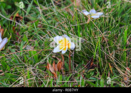 Plumeria Blume weiß und Pollen gelb Schöne (Common Name pocynaceae, Frangipani, Pagode Baum, Temple Tree) Stockfoto