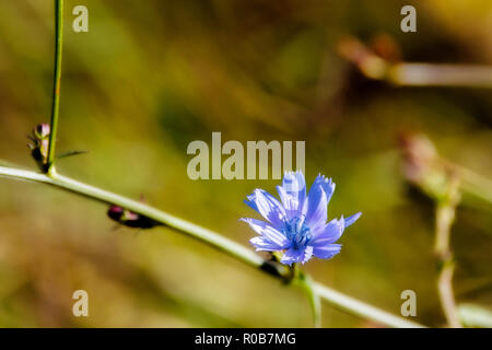 Bild der Blaue Wegwarte Blume auf grünem Gras Hintergrund Stockfoto