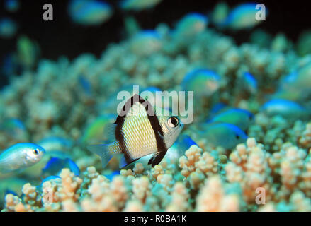 2-stripe Dirne (Dascyllus reticulatus) auf einer Koralle. Moalboal, Philippinen Stockfoto