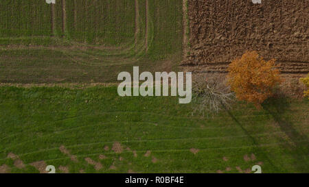 Luftaufnahme von Bäumen in Hecken, lebendige Herbstlaub, Trennung einer Wiese von einem gepflügten Feld, typische mitteleuropäische Landschaft, Slowenien Stockfoto