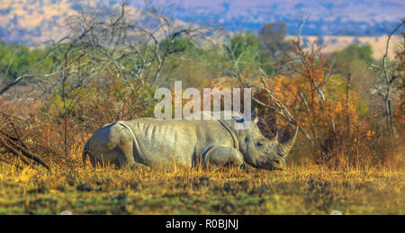 Weiß Rhinocero, Rhinocerotidae), auch als Tarnung Nashorn in Buschland natürlichen Lebensraum ruht, Pilanesberg Nationalpark, Südafrika. Von der Seite. Das Rhino in einem der Großen Fünf. Stockfoto