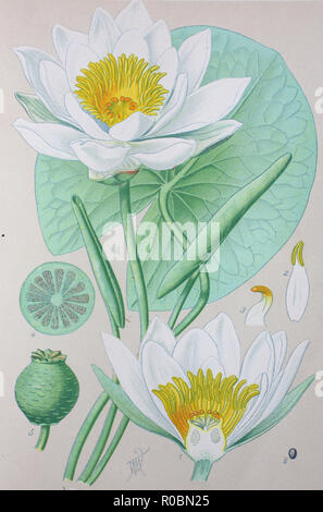 Digital verbesserte hochwertige Reproduktion: Nymphaea alba, auch als Die Weiße Seerose bekannt, white water Rose oder Weiß nenuphar, ist ein aquatischer blühende Pflanze der Familie Nymphaeaceae Stockfoto