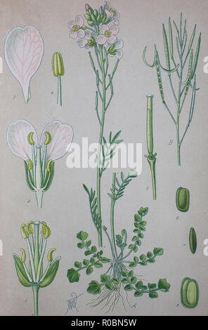 Digital verbesserte hochwertige Reproduktion: Cardamine pratensis, cuckooflower, Lady's Smock, Mayflower, oder so, ist eine blühende Pflanze in der Familie Brassicaceae Stockfoto