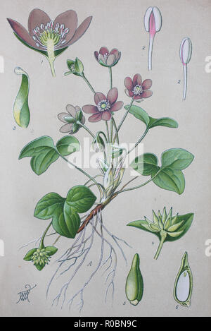 Digital verbesserte hochwertige Reproduktion: Hepatica nobilis, liverleaf, ist ein kleines krautige Staude in der hahnenfußgewächse Stockfoto