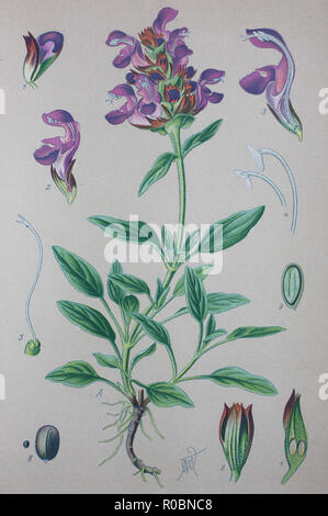 Digital verbesserte hochwertige Reproduktion: Prunella grandiflora, die Großblütigen selfheal, Zierpflanze in der Familie Lamiaceae Stockfoto