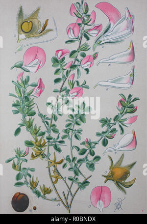 Digital verbesserte hochwertige Reproduktion: Ononis repens oder gemeinsamen restharrow ist eine Pflanzenart der Gattung Ononis Stockfoto