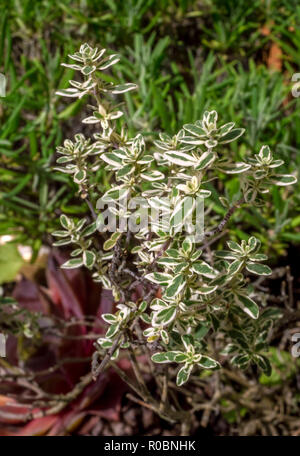Wilder Majoran, Origanum vulgare Blätter im Frühjahr. Oregano Stockfoto
