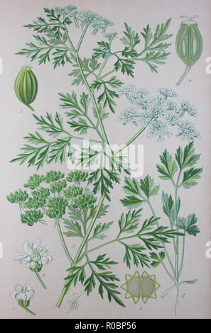 Digital verbesserte hochwertige Reproduktion: Aethusa cynapium, Fool's Petersilie, Fool's Cicely, oder Gift Petersilie, ist eine jährliche, selten Biennale, Kraut in der Familie der Apiaceae, beheimatet in Europa, Westasien, und Nordwesten Afrikas. Es ist das einzige Mitglied der Gattung Aethusa Stockfoto