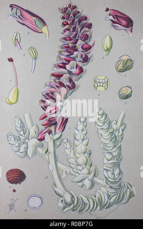 Digital verbesserte hochwertige Reproduktion: Lathraea squamaria, die Gemeinsame toothwort, ist eine Pflanzenart aus der Gattung der toothwort Stockfoto
