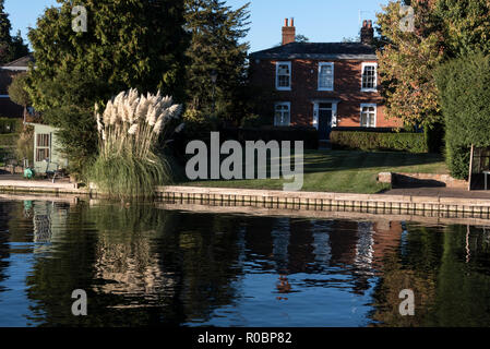 Das in Südamerika geborene Pampas-Gras wird in einem Garten am Flussufer der Themse bei Marlow in Buckinghamshire, Großbritannien, angebaut Stockfoto