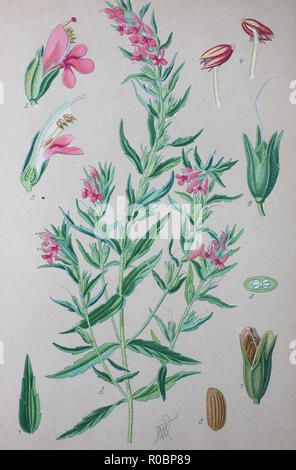 Digital verbesserte hochwertige Reproduktion: Odontites ist eine Gattung von Blütenpflanzen in der Familie Orobanchaceae, Rot Bartsia Stockfoto