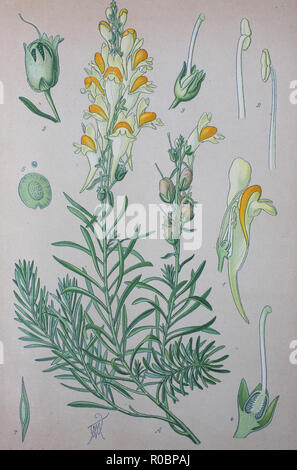 Digital verbesserte hochwertige Reproduktion: Linaria vulgaris, gemeinsame Toadflax, gelb Toadflax oder Butter und Eier, ist eine Pflanzenart aus der Gattung der Toadflax Stockfoto